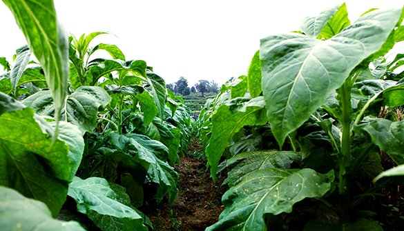 淺談煙草企業的機械設備維修管理問題